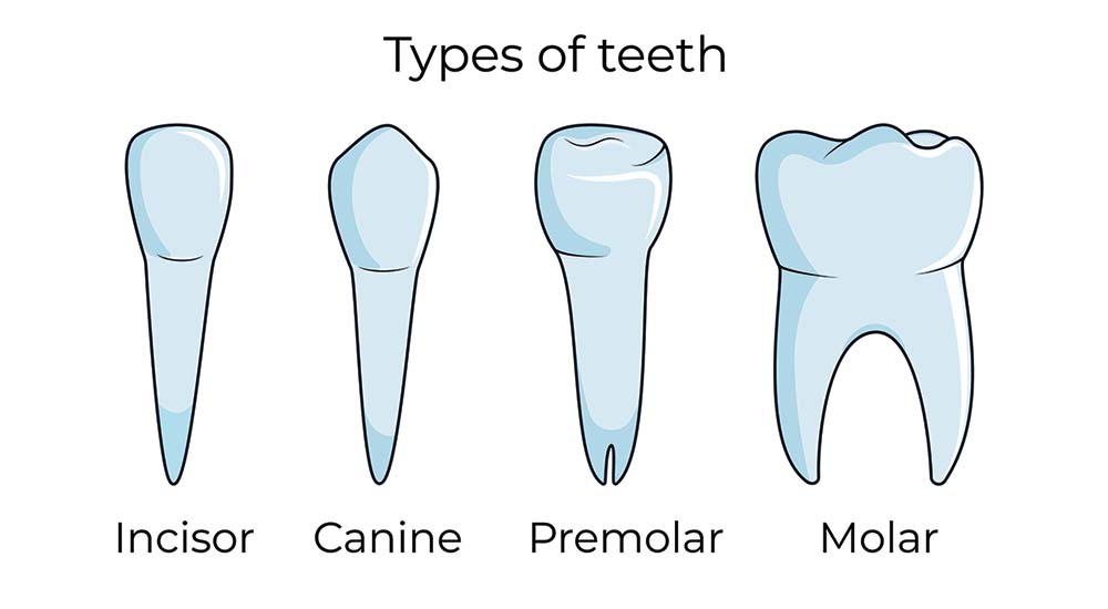 From Molars to Wisdom Teeth: Understanding the Types of Teeth in Your ...